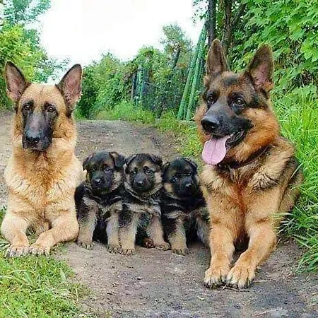 House With Shared Pool In Agueda, Mountain View * Urgueira (Aveiro)