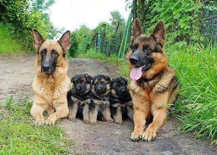 House With Shared Pool In Agueda, Mountain View * Urgueira (Aveiro)